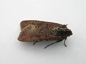 Peridroma saucia FvL.jpg