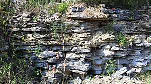 Platteville Limestone Decorah.jpg