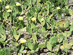 Prickly pear MN 2007.JPG