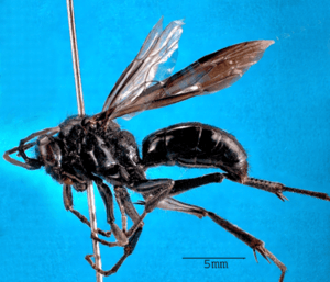 Priocnemis monachus.png