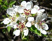 Pyrus spinosa 000292328O