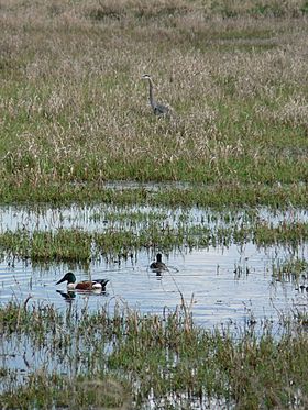 Ridgefield NWR 00847r.jpg