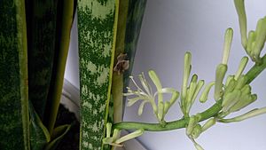 Sansevieria flowers 2