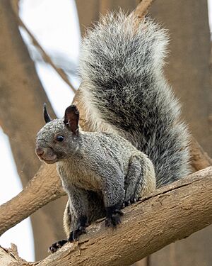 Sciurus stramineus 189151313 (crop).jpeg