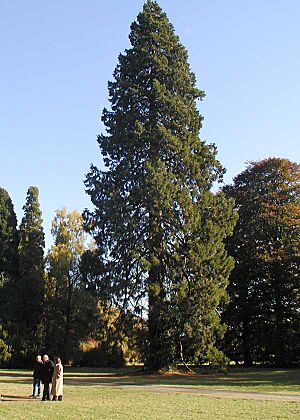 Sequoi.westonbirt.600pix