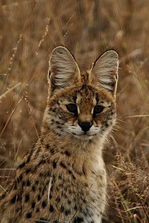 Serval portrait