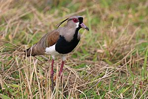 Southern lapwing (Vanellus chilenis lampronotus).JPG