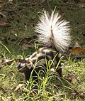 Southern spotted skunk.jpg