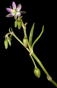 Spergularia marina (8691899047)