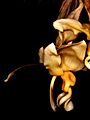 Stanhopea intermedia Orchi 001