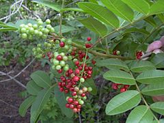 Starr 031108-0096 Schinus terebinthifolius.jpg