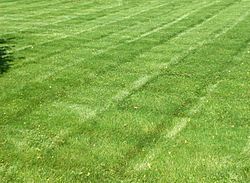 StripedLawn