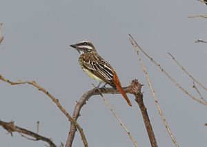 Sulphur-bellied Flycatcher (Myiodynastes luteiventris).jpg