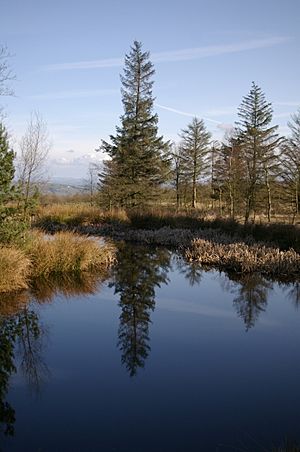 Tarn at Beacon Fell