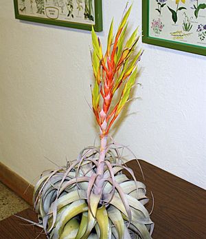 Tillandsia xerographica 20081016.jpg