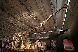 Titanosaur in Japan