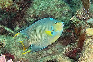 Townsend Angelfish hybrid