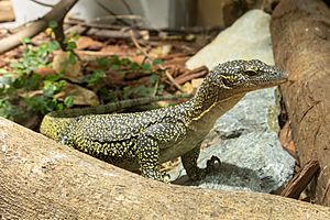 Varanus indicus 01