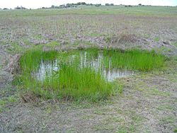 Vernal pool SRP