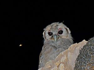 Verreaux's Eagle-owl (Bubo lacteus) chick watching a moth (7011236027)