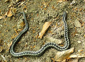 Vipera berus