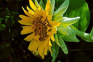 Wyethia helenioides—RPBG