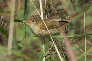 4566.reed warbler holding food