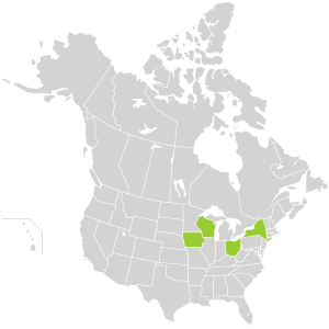 Aconitum noveboracense distribution.svg