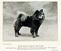 Animal-Photo-Dog-ChowChow-780x652