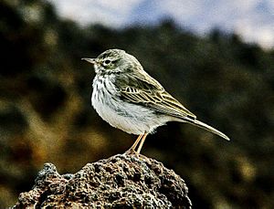 Anthus berthelotii Teide-2