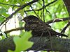 Antrostomus carolinensis, Centennial Olympic Park, Atlanta 3.jpg