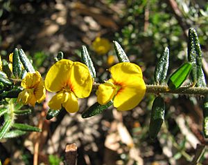 Aotus ericoides.jpg