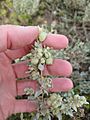 Atriplex vesicaria in persons hand for scale