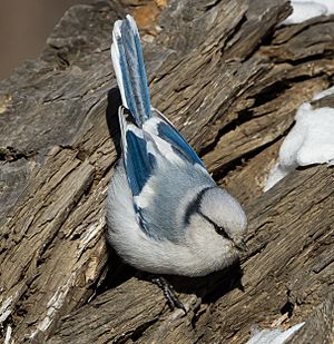 Azure Tit - Cyanistes cyanus