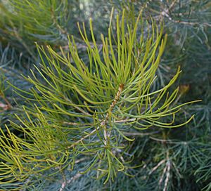 Banksia grossa foliage