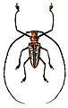 Batocera wallacei2