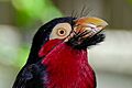 Bearded Barbet Head