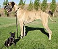 Big and little dog 1