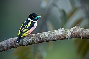 Black-and-yellow Broadbill 0A2A8552