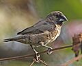 Bronze Munia (Lonchura cucullata)