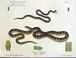 The common krait