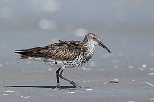 Calidris tenuirostris - Great Knot.jpg