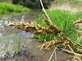 Carex paniculata inflorescens (06)