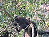 Cat Ba Langur 9.jpg