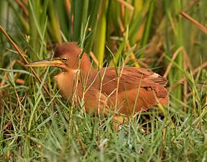 Cinnamon bittern