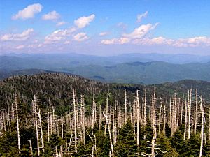 Clingmans-dome-newfound-gap-tnnc1