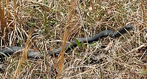 Coluber constrictorPCCA20040327-1229B.jpg