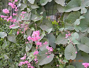 Coral Vine