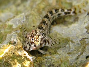 Coryphoblennius galerita Cres 2