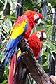 Disney-Animal-Kingdom-Parrots-7763